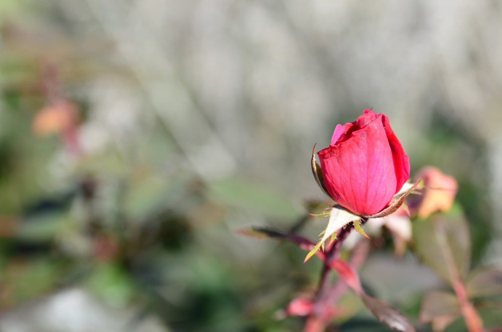 3bd2c1fc-8c51-439b-b404-761031e8a8f8