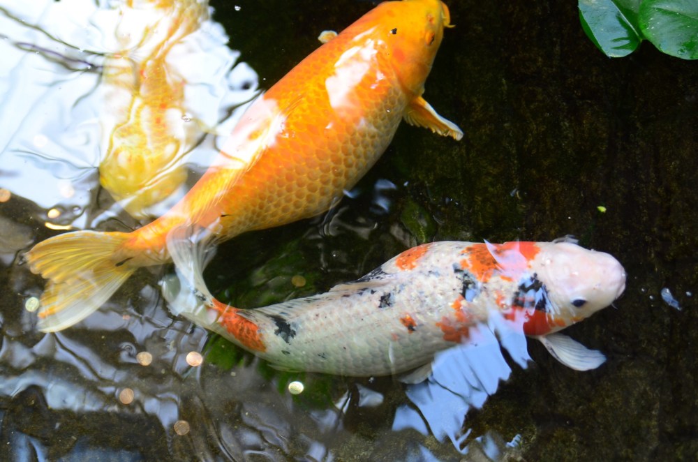 42d80c70-6b93-4e12-92e4-4729e8a62051